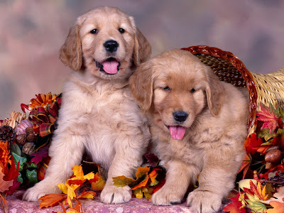 cute puppy wallpaper. dresses cute puppies wallpaper