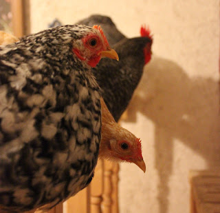 Cochin pekin bantams family bonds in forest garden environment