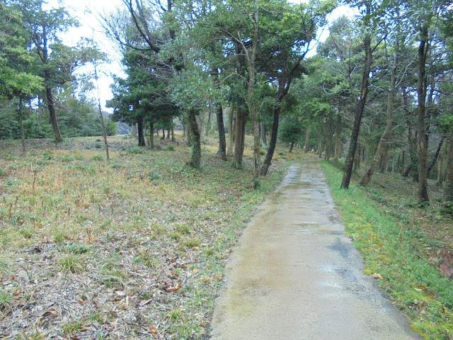 雨の日の弥生の森の遊歩道