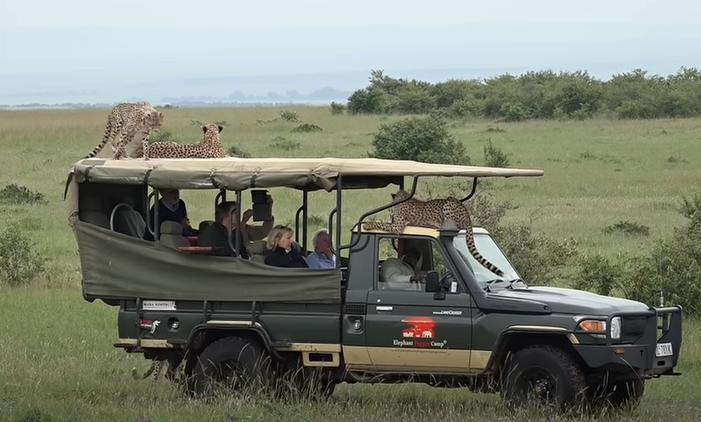 Safari in Maasai Mara