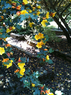 Fremontodendron californicum, Flannel Bush