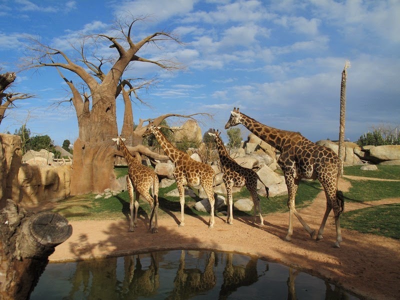 bioparc-valencia-7 bioparc-valencia-7
