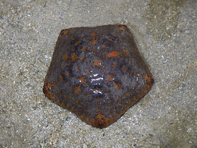 Juvenile Cushion Star (Culcita novaeguineae)