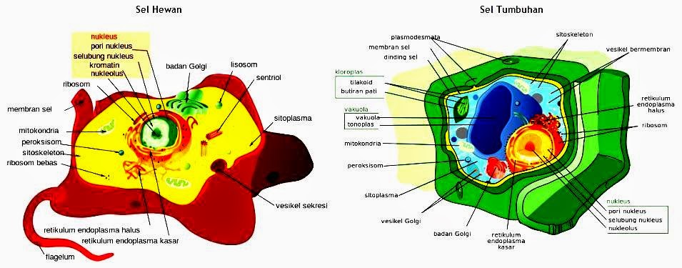  Perbedaan  Sel Hewan  dan  Sel Tumbuhan  Artikelsiana