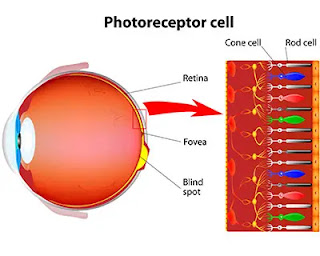 photoreceptor cell eye retine blog neuron nazeerah source american academy of ophthalmology aao.org