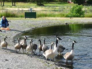 Canadian Geese with their off-springs at Park pond