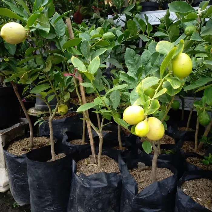 pohon jeruk lemon terlengkap Aceh