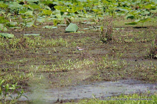 Killdeer