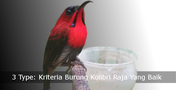 Kriteria Burung Kolibri Raja Yang Baik