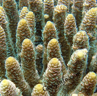Crossbreeding_Could_Help_Coral_Survive_Warming_Waters
