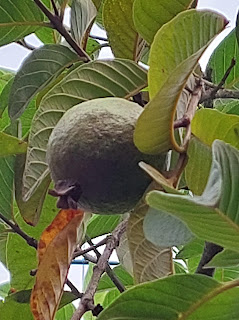 Jambu Biji: Buah Tropis yang Kaya Manfaat