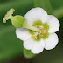 Flowering Spurge - detail of flower by cotinis