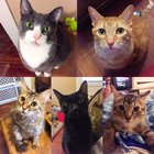 A bit late, but here's my 5 kitties for