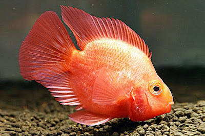 Blood parrot cichlid