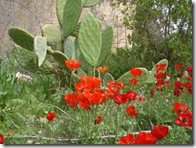 DSC03709