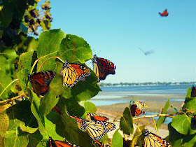 Monarch Butterfly Migration, Lake Erie