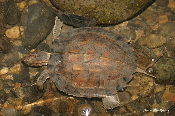 Cyclemys atripons, Striped Leaf Turtle, เต่าห้วยเขาบรรทัด