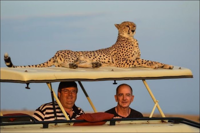 Cheetah sits on the roof in Africa