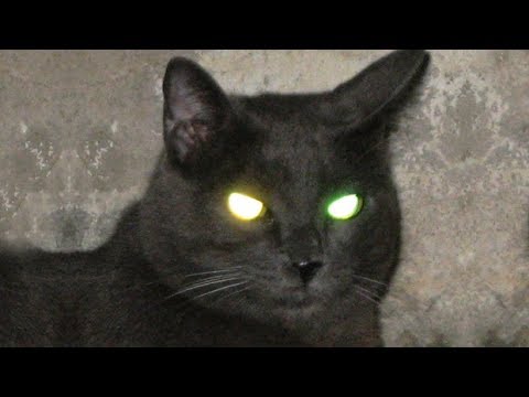 رؤيه قطه سوداء في المنام