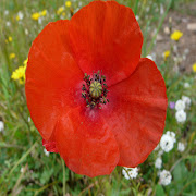 Fleurs de printemps. Primevère primevere
