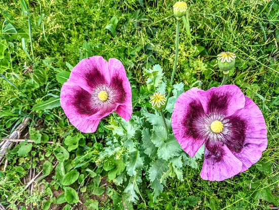 Poppies along the path between points 7 & 8