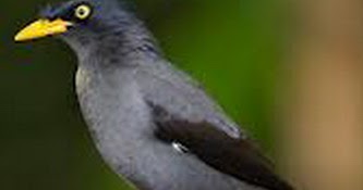gambar foto hewan: foto burung jalak mata putih