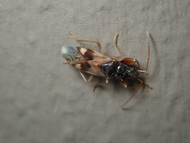 Pseudopamera nitidula