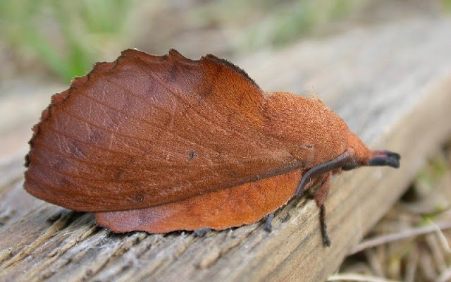 Gastropacha quercifolia