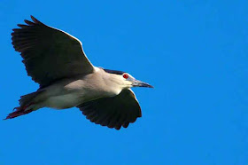 birds, Night Heron, Nycticorax, Okinawa, nature, wildlife