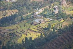 Reisfelder in Nepal