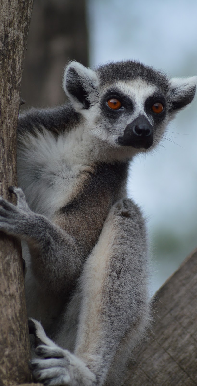 A lemur on tree.