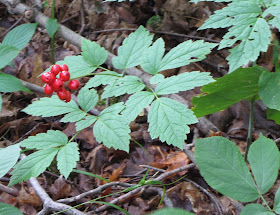 red baneberry