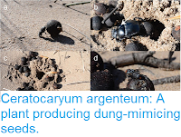 http://sciencythoughts.blogspot.com/2016/08/ceratocaryum-argenteum-plant-producing.html