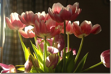 flowers 001