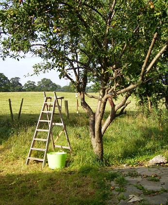 picking apples