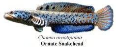 ornate snakehead