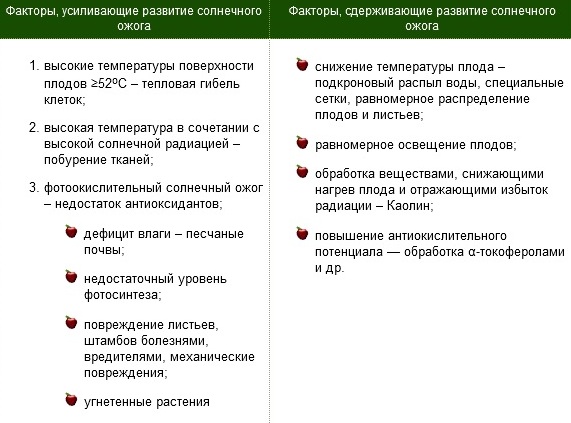 Основные факторы, сдерживающие и усиливающие поражение плодов солнечным ожогом