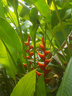 tropical heliconia flower garden jungle botanical Kauai Hawaii 