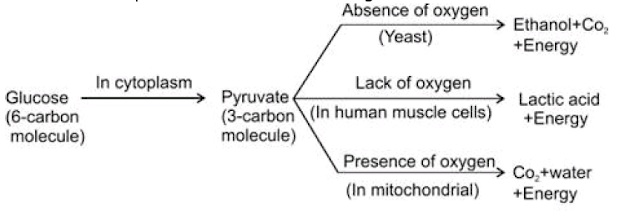 LIFE PROCESS