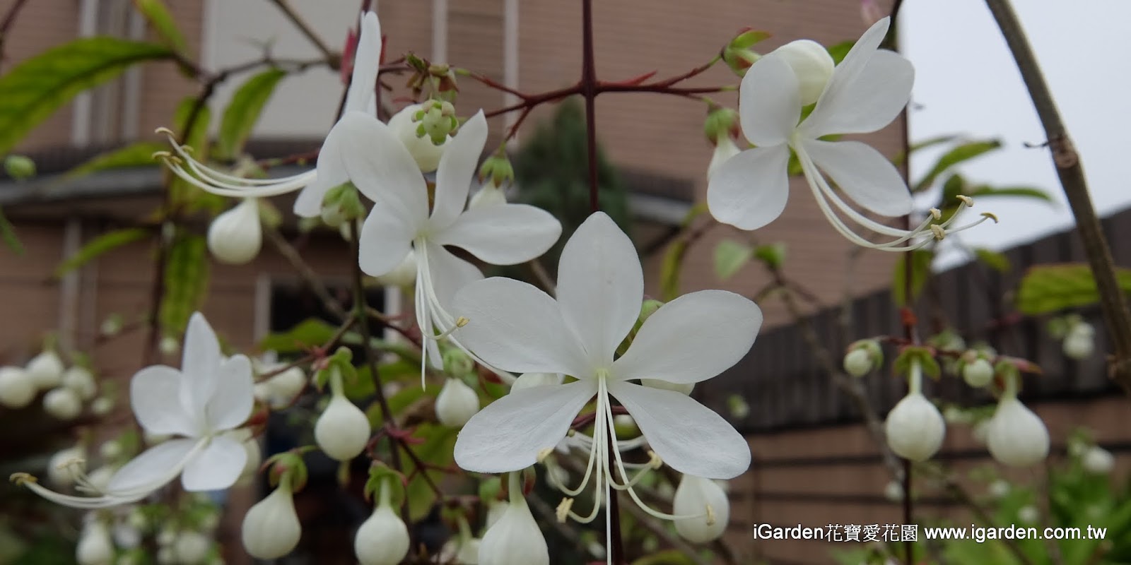 十二月開花植物 16年12月igarden 頂樓花園實錄 園藝部落格 Igarden 花寶愛花園園藝文摘plus