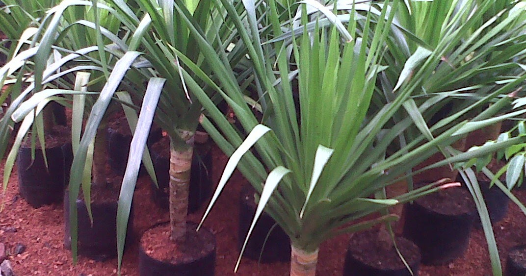  tanaman  hias pohon pandan  bali 