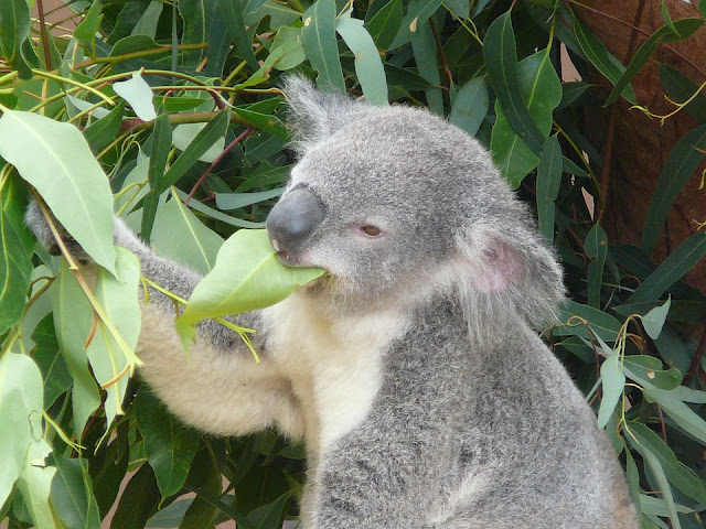 Koala ed eucalipto