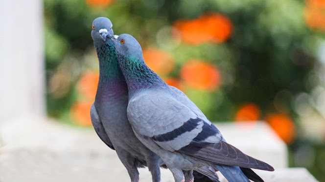 Inilah 10 Jenis Burung yang Harganya Tembus Miliaran
