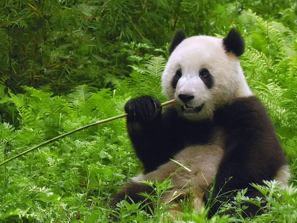 Wallpaper Hewan Panda  Lucu dan Pemandangan Alam 