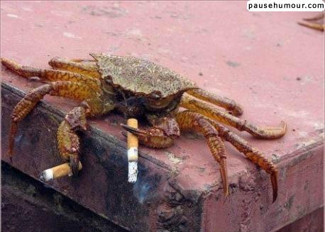 crabe_qui_fume