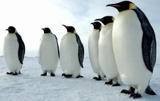 Pingüinos en fila