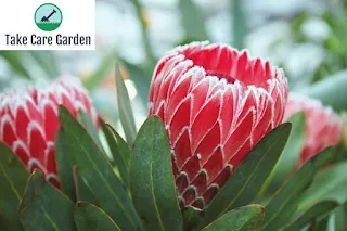A beleza e o simbolismo das flores de Protea