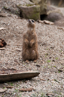 Meerkat sitting up