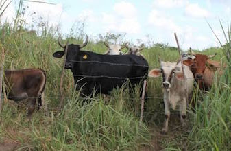 Riesgo en hato ganadero de Quintana Roo: sequía ya causa estragos en 20% de la producción