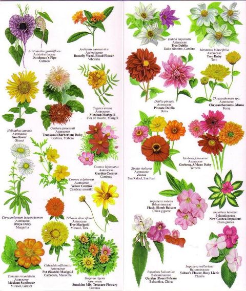 Different Types Of Flowers And Their Names Drawing